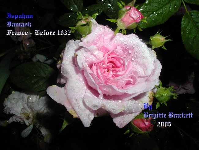 'Eglantine's new Rose Garden - 2007'  photo