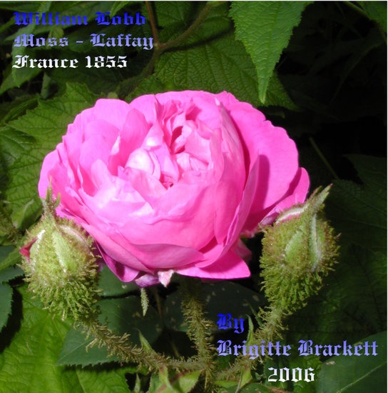 'Eglantine's new Rose Garden - 2007'  photo
