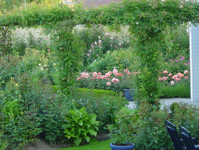 'Rose Garden Hakuna Matata'  photo