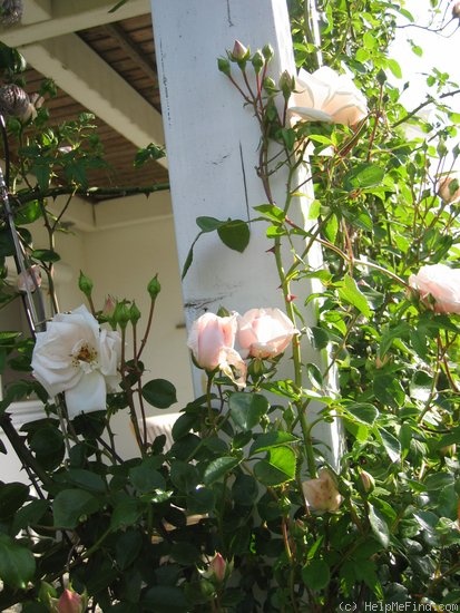 'New Dawn (large flowered climber, Dreer 1930)' rose photo
