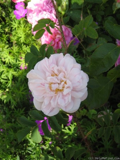 'Stanwell Perpetual (Spinosissima, Lee before 1821)' rose photo