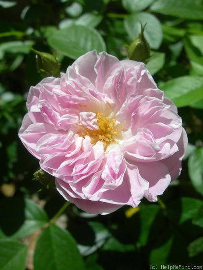 'Old Lady Gates' rose photo