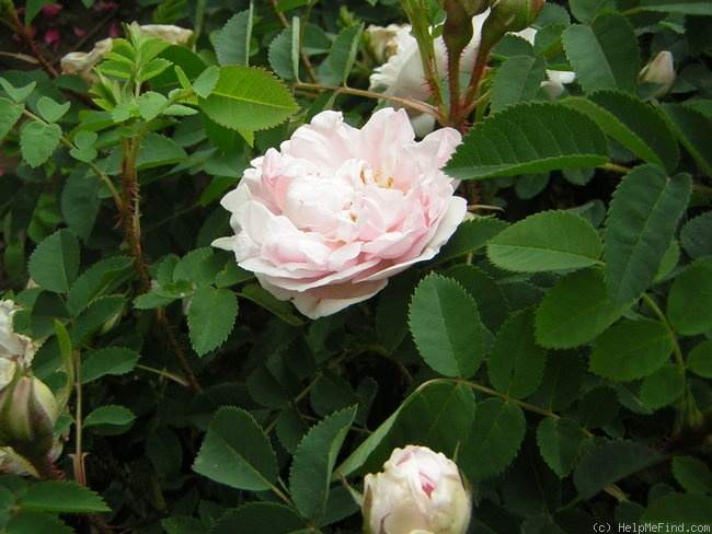 'Stanwell Perpetual (Spinosissima, Lee before 1821)' rose photo