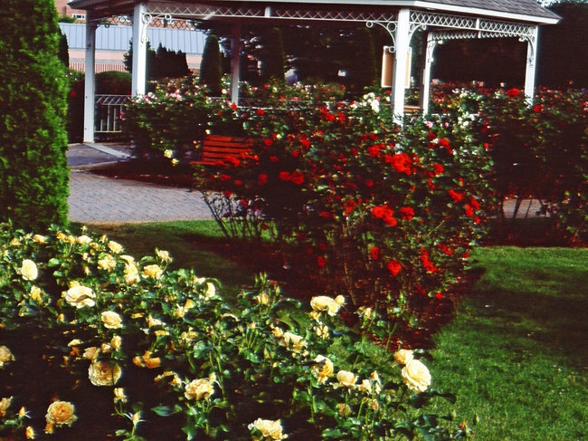 'Julia Davis Rose Garden'  photo
