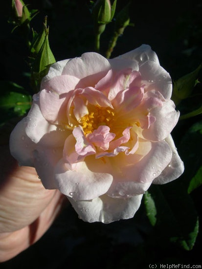'Nessie' rose photo