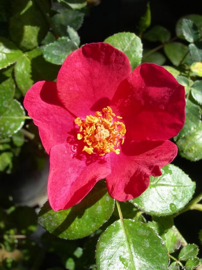 'CHXPB' rose photo