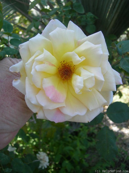 'Lemon Spice' rose photo