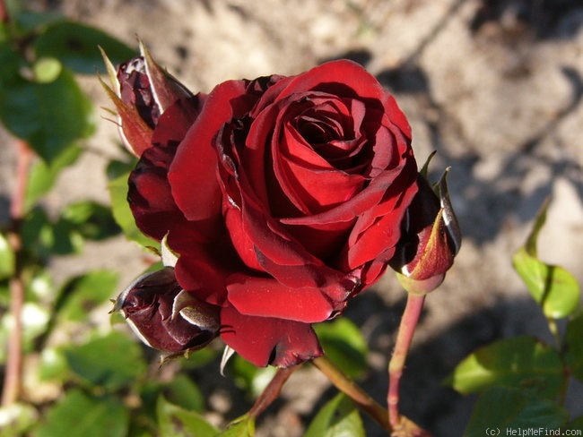 'Caballero ® (florists rose, Evers/Tantau, 1998/2001)' rose photo