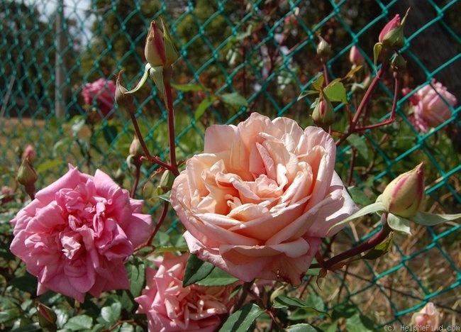 'Madame Lambard' rose, click to enlarge 'Madame Lambard' rose photo