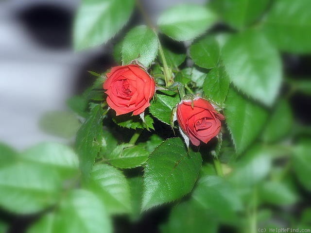 'Coffee Bean ™' rose photo