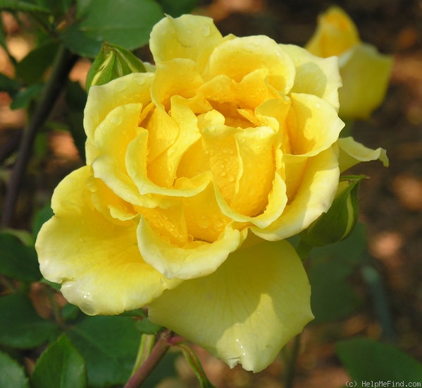 'Germiston Gold' rose photo