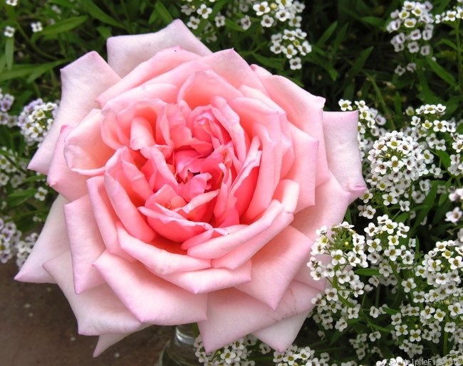 'Comtesse Vandal' rose photo