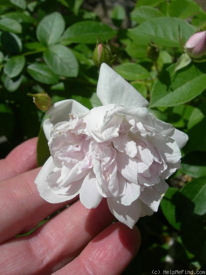 'Old Lady Gates' rose photo