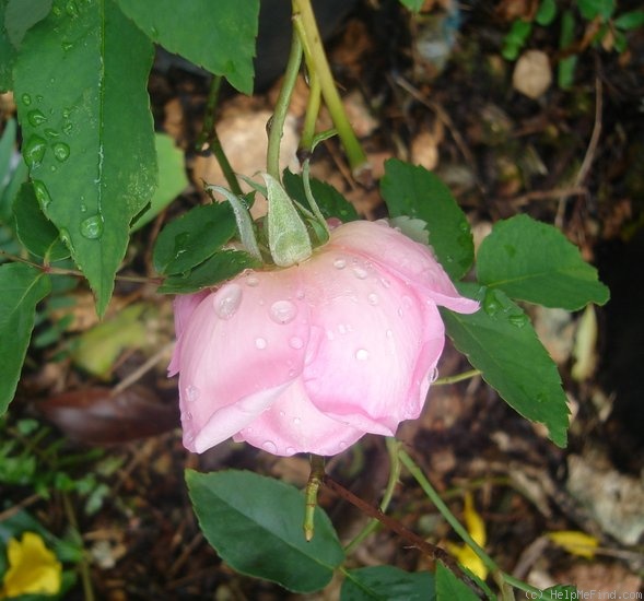 'Duchesse de Brabant' rose photo