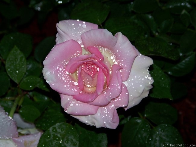 'Falling in Love ™' rose photo