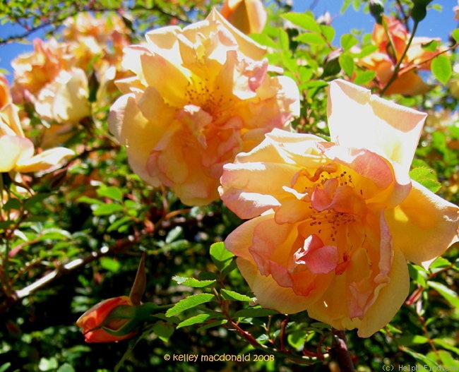 'Gold of Ophir' rose photo