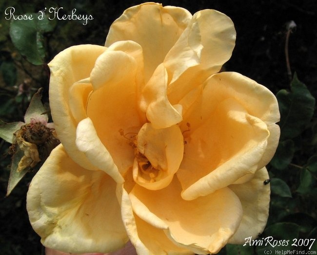 'Rose d'Herbeys' rose photo