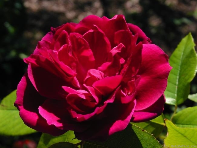 'Monsieur Tillier' rose, click to enlarge 'Monsieur Tillier' rose photo