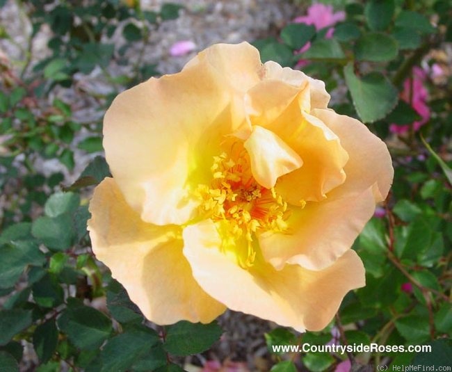 'Atocha Gold' rose photo