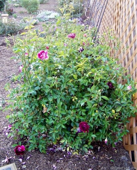 'Burgundy Iceberg' rose photo