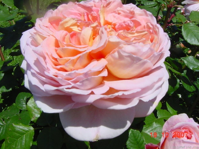 'Abraham Darby' rose photo