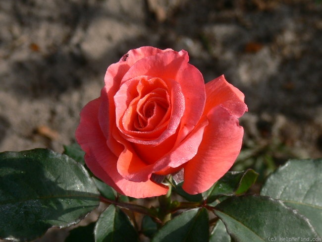 'Song And Dance' rose photo