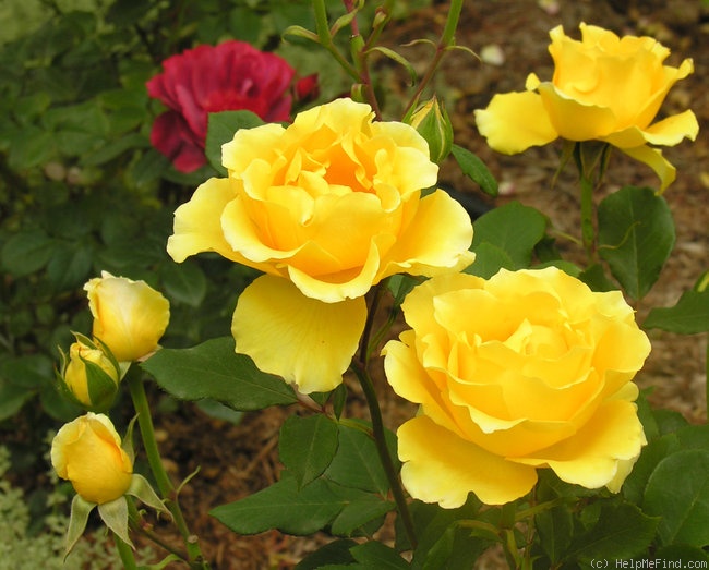 'Germiston Gold' Rose Photo