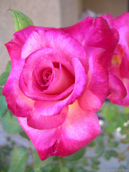 'Givenchy' Rose