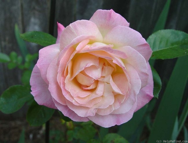 'Cherry-Vanilla' rose photo