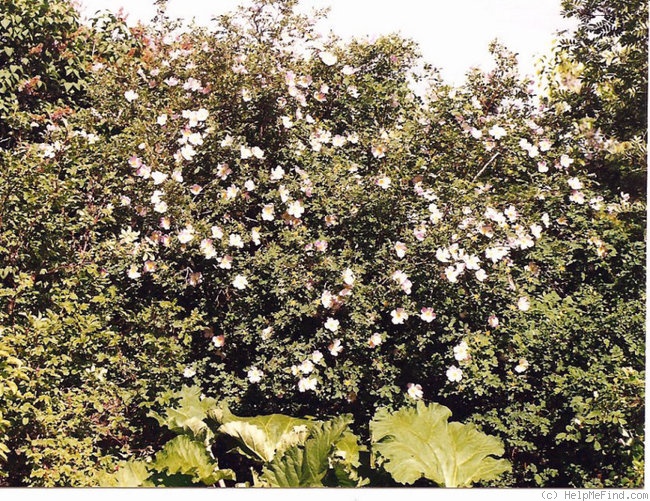 'Ross Rambler 6' rose photo