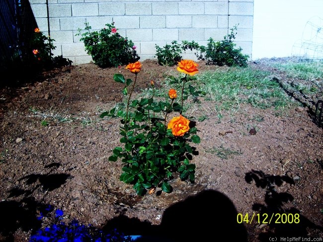'Gingersnap' rose photo