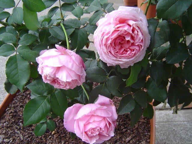 'Sœur Emmanuelle ®' rose photo
