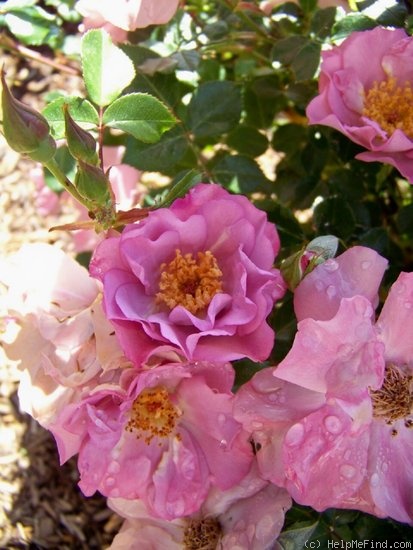 'Angel Darling' rose photo