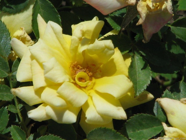 'Lynne Gold' rose photo