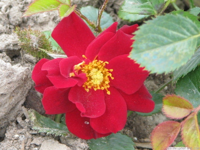 'Scarlet Moss ™ (miniature, Moore, 1988)' rose photo