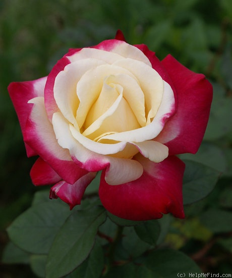 'Double Perfection ™' rose photo