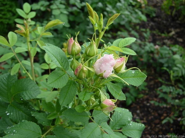 'Martin Frobisher' rose photo
