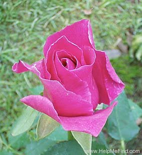 'Ruhm von Steinfurth' rose photo