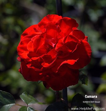 'Camara ®' rose photo