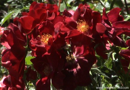 'Dusky Maiden (Floribunda, Grice, 1947)' rose photo