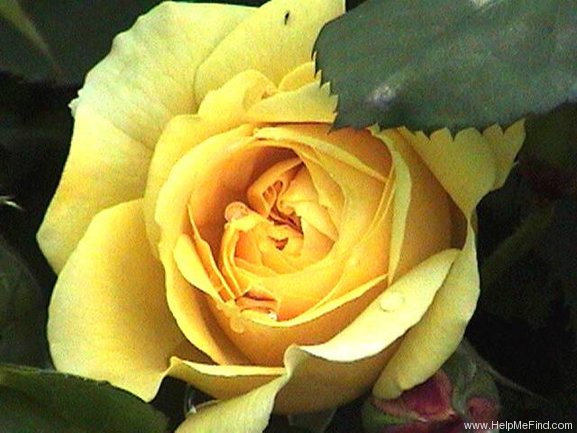 'Symphony ® (shrub, Austin 1986)' rose photo