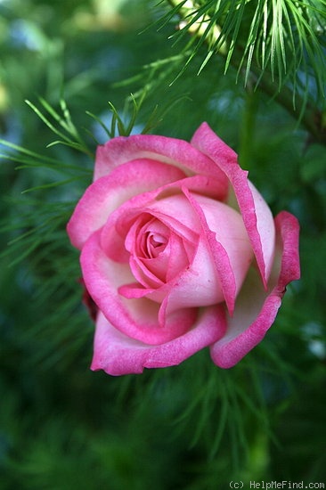 'Harlekin ™ (LCl, Kordes 1986)' rose photo