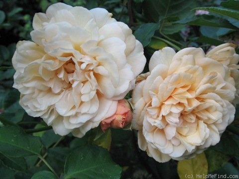 'Buff Beauty (Hybrid Musk, Bentall, 1939)' rose photo