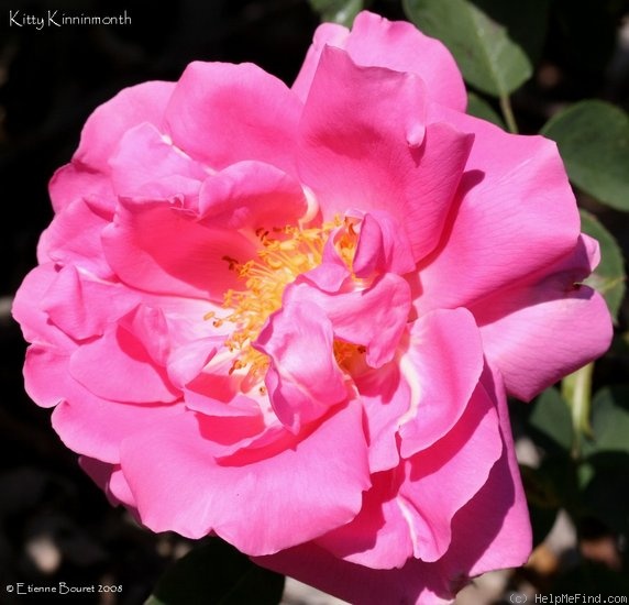 'Kitty Kininmonth' rose photo