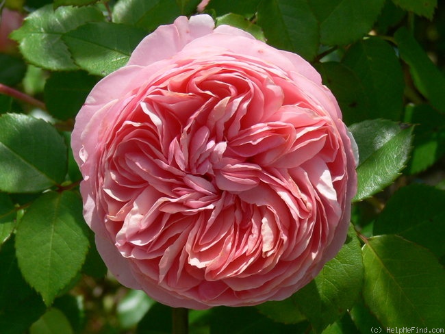 'Chippendale ®' rose photo