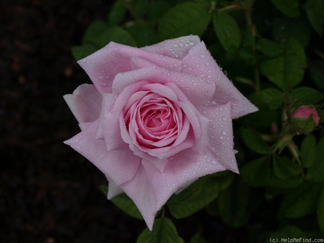 'Comte de Chambord - in commerce (possibly 'Mme Boll')' rose photo
