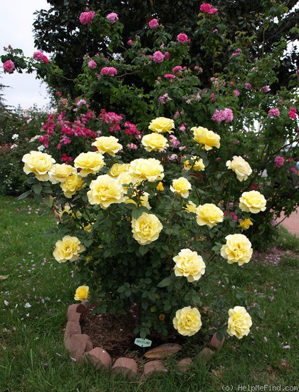 'Graceland (hybrid tea, Warriner, 1986)' rose photo