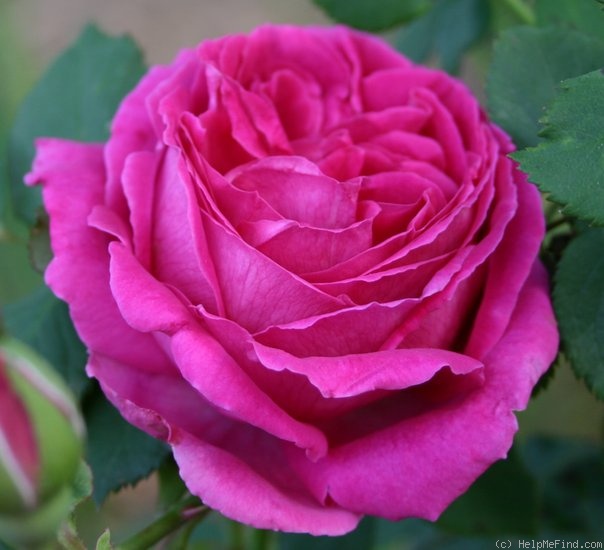 'Anna Von Diesbach' rose photo