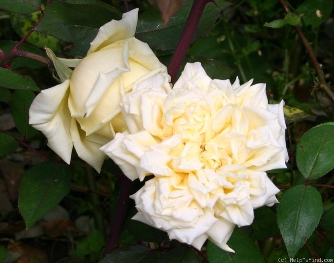 'Alliance Franco-Russe' rose photo