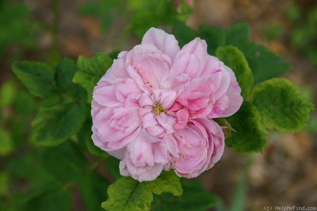 'Panachée d'Orléans (Hybrid Perpetual, Wilhelm/Dauvesse, 1854)' rose photo